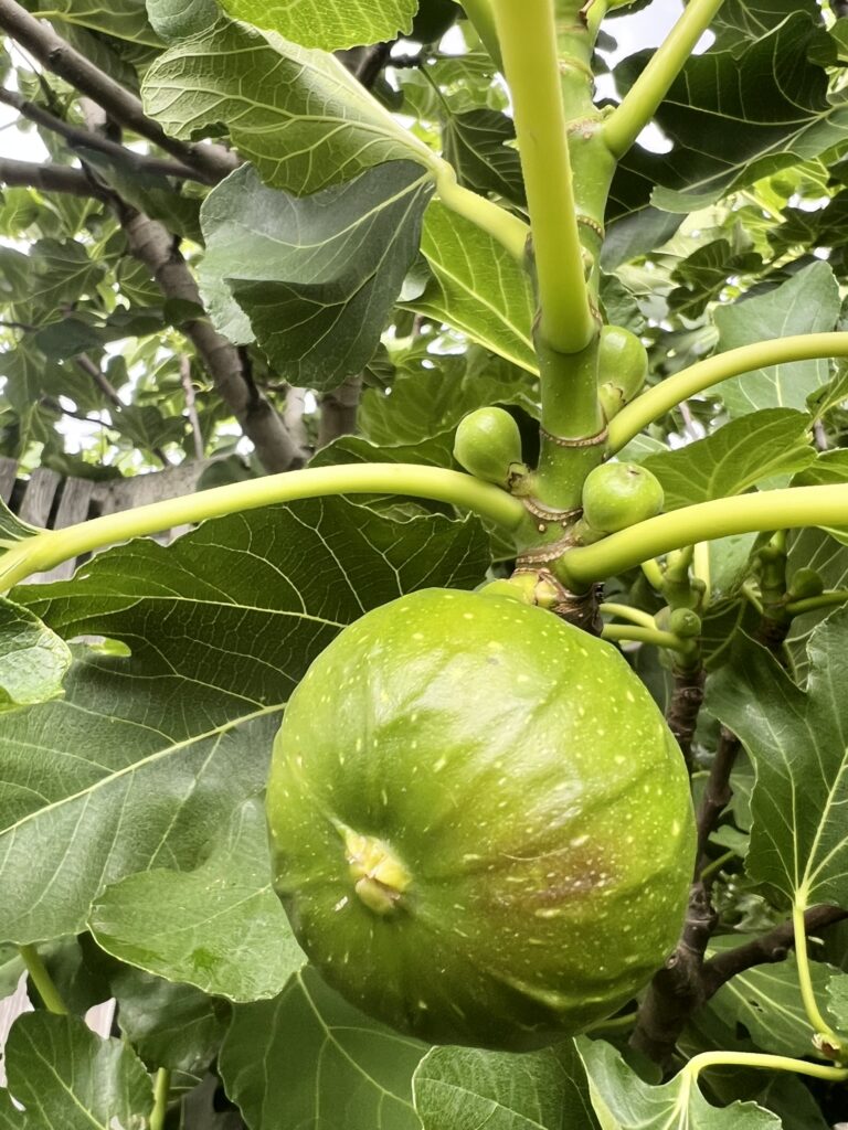 Unsere Feigen am Baum